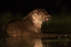 otter_HB52159