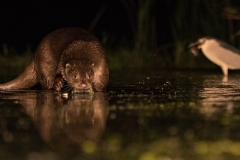 otter_HB52180