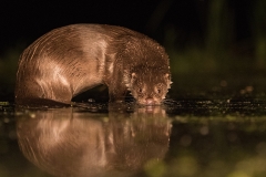 otter_HB52192