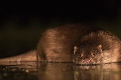 otter_HB52216