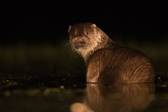 otter_HB52234