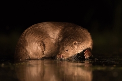 otter_HB52269