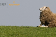 Schaap