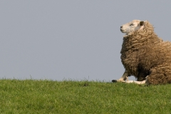 schaap_HBO3478