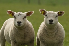 schaap_HBO4653