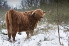 Schotse Hooglander; Highland Cow; Schottisches Hochlandrind