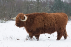 Schotse Hooglander; Highland Cow; Schottisches Hochlandrind