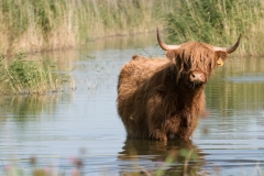 schotse hooglander_HBN8842