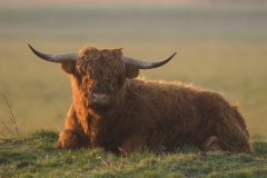 schotse hooglander_HBO3368