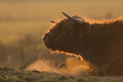 schotse hooglander_HBO3369