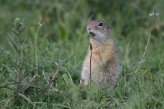 Prairyhond-HB5_2308