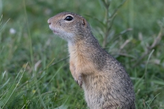 Prairyhond-HB5_2360