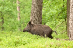 Wild zwijn_HB78256
