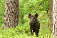 Wild zwijn_HB78258
