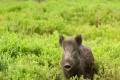 Wild zwijn_HB78283