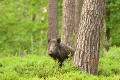 Wild zwijn_HB78299