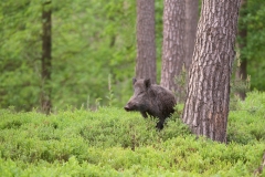 Wild zwijn_HB78312