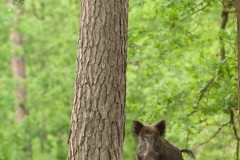 Wild zwijn_HB78357