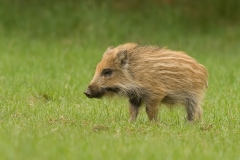 wild zwijn_HBO0391