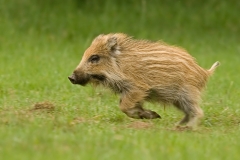 wild zwijn_HBO0394