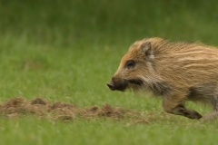 wild zwijn_HBO0395
