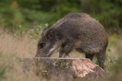 wild zwijn_HBO7830