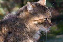 Wilde kat