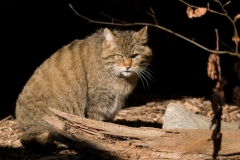 Wilde kat_HBN8106