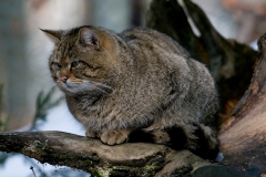 Wilde kat_HBN8197