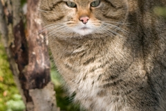 Wilde kat_HBN8203
