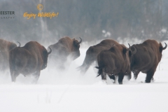 Wisent
