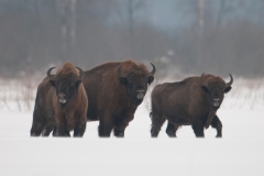 alone="yes"?>

