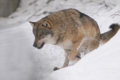 Wolf; Wolf; Canis lupus_HBN0043