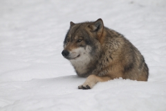 Wolf; Wolf; Canis lupus_HBN0081
