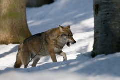 Wolf; Wolf; Canis lupus_HBN0709