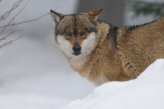 Wolf; Wolf; Canis lupus_HBN9977