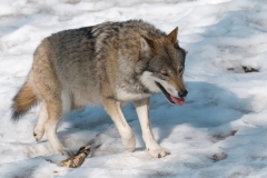 Wolf_HBN8034