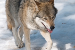 Wolf_HBN8070