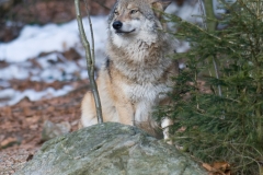 Wolf_HBN8633