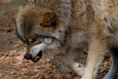Wolf_HBN8669