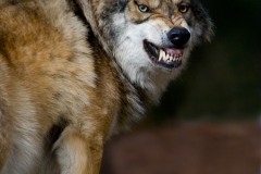 Wolf_HBN8675