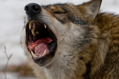 Wolf_HBN8699.jp