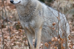 Wolf_HBN8722
