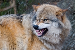 Wolf_HBN8744
