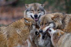 Wolf_HBN8752
