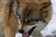 Wolf_HBN8759