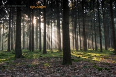 Landschap