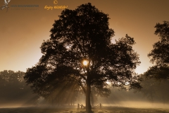 Landschap