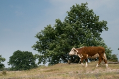 Buurserzand-Herreforder_HBN6539