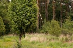 Buurserzand-jeneverbes-en-beenbreek_HBN6515